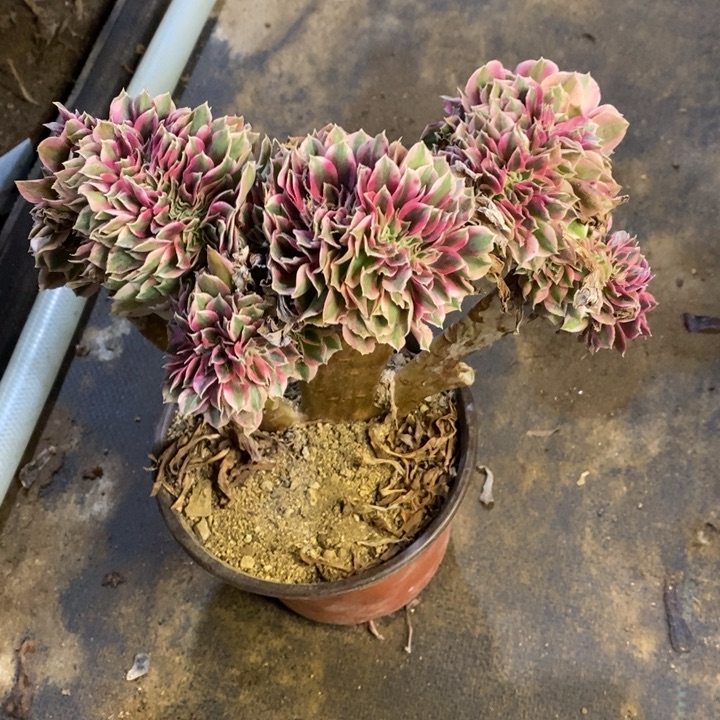 粉女巫多肉断头不包1617