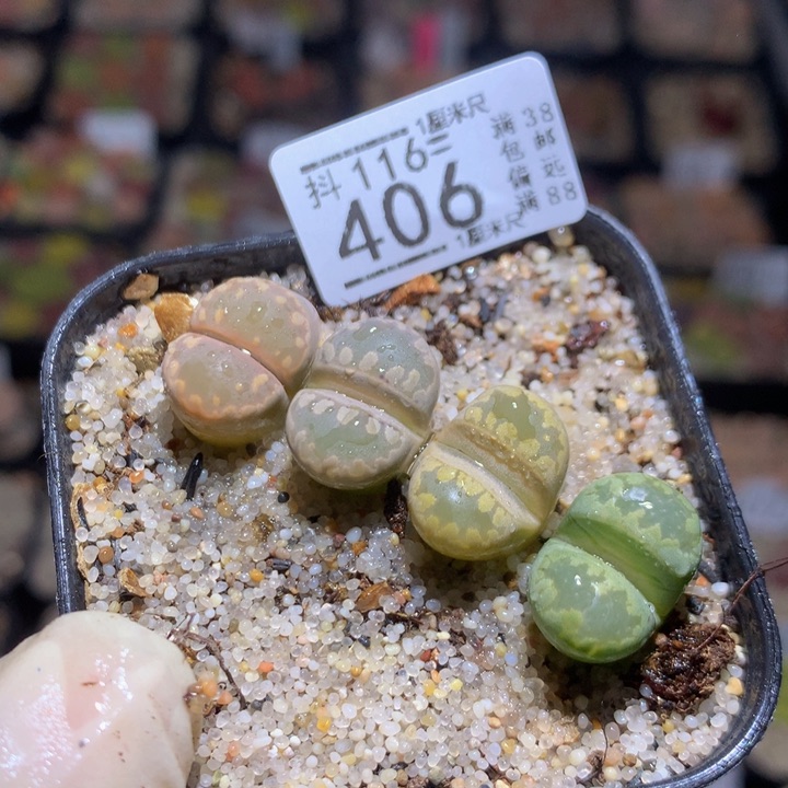 精品生石花116.406