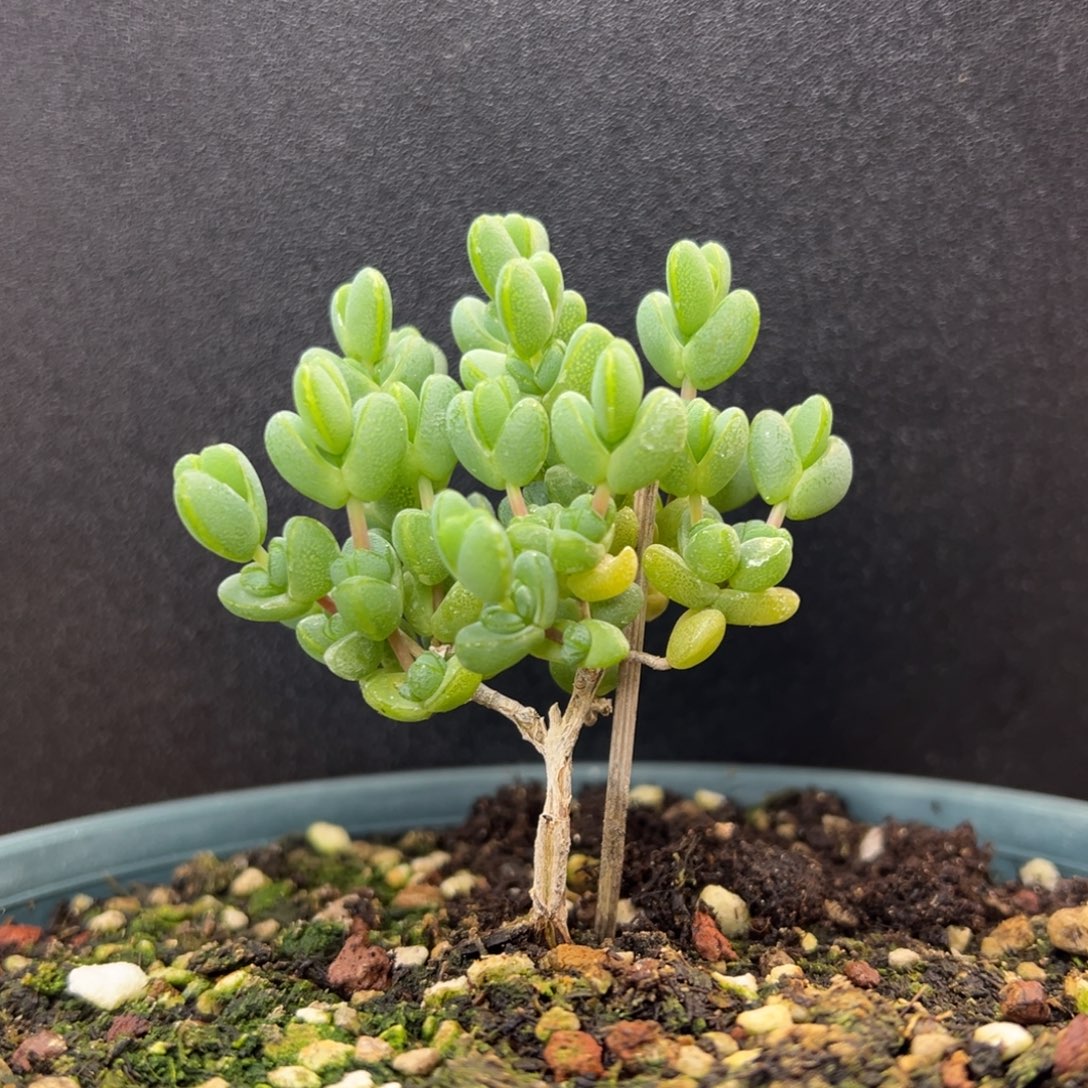 西****dy3973大长腿元宝冠幅6cm