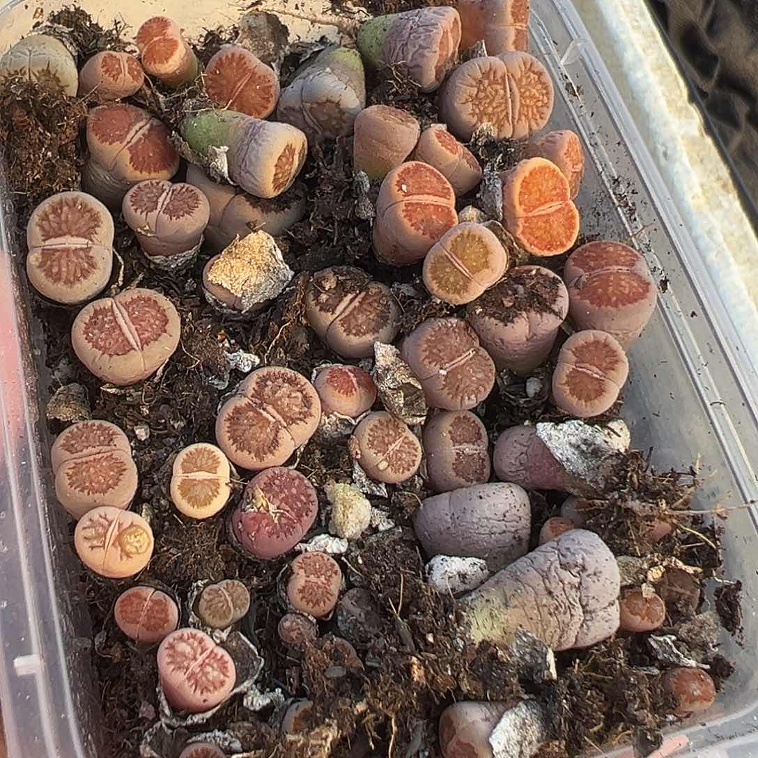 10.8小美菊福利炸1111111