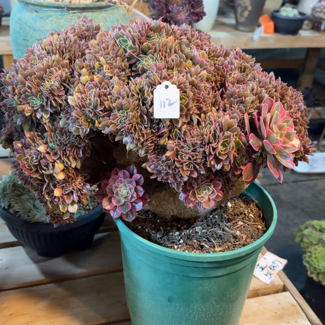 女神老庄整版112号