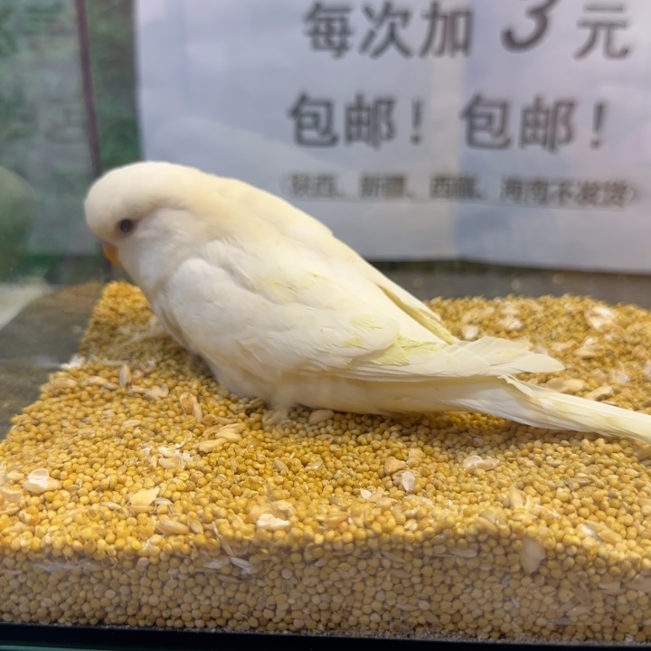 虎皮鹦鹉大头虎皮鹦鹉