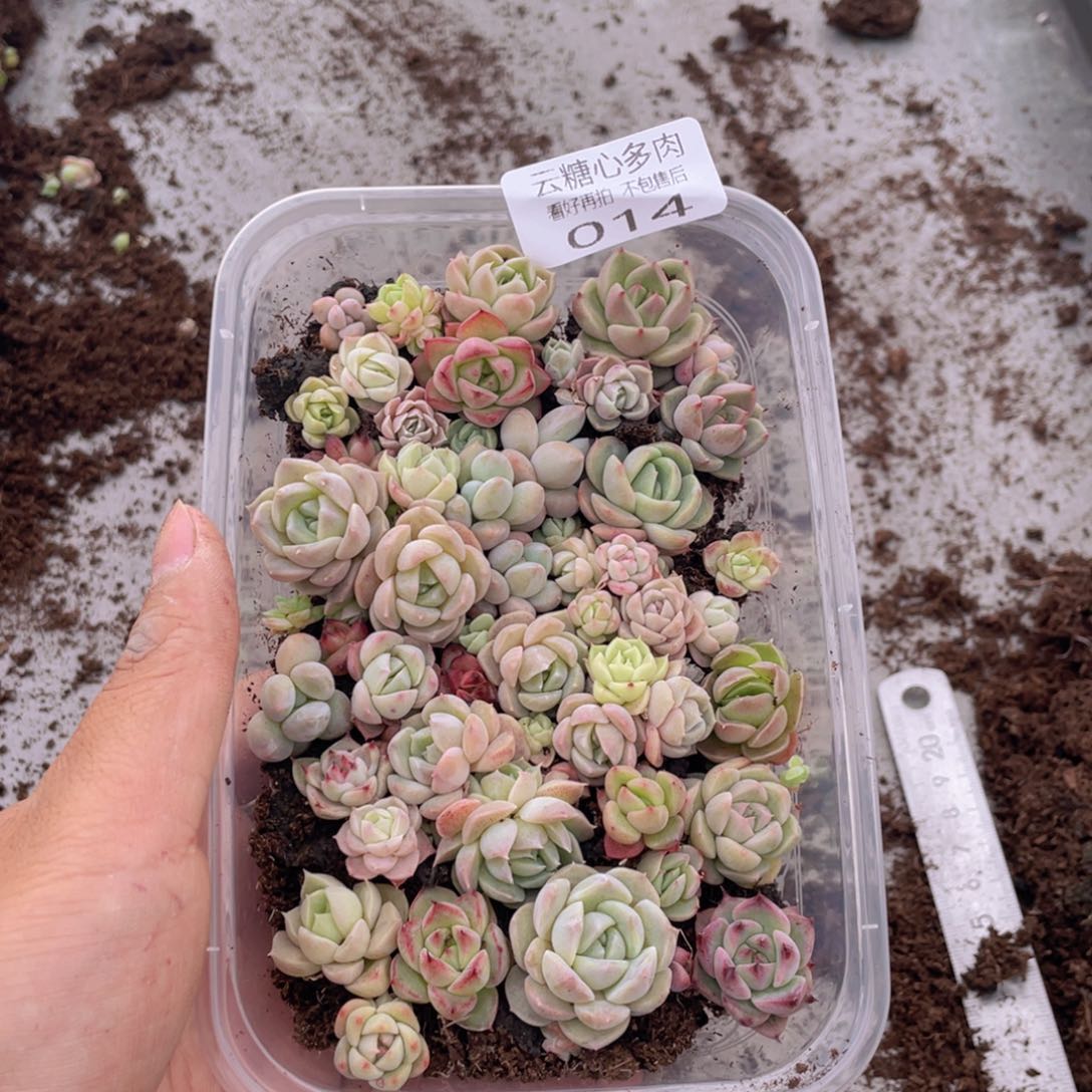 云糖心多肉植物14