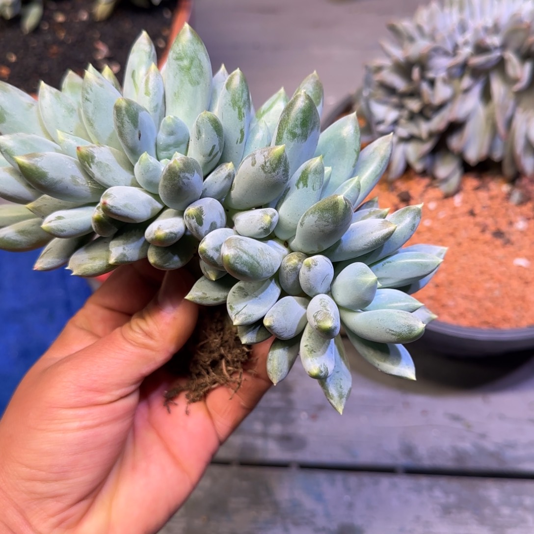 金***穗黄胖体多肉植物一物一拍