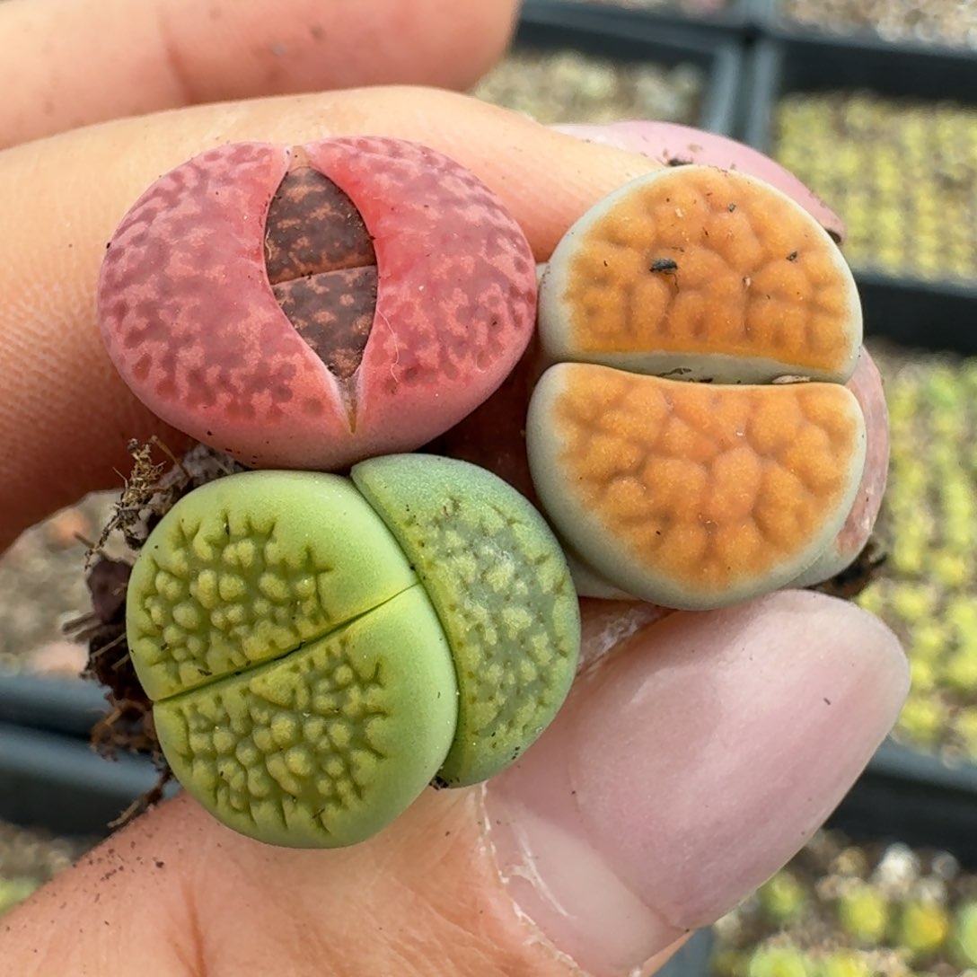 395三颗000000000000