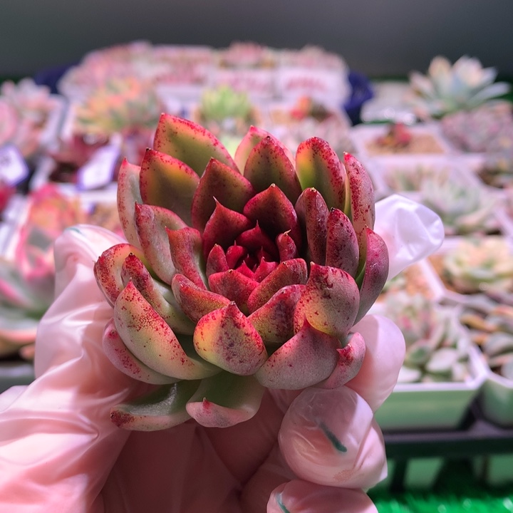 黑水晶玫瑰，锦哥多肉