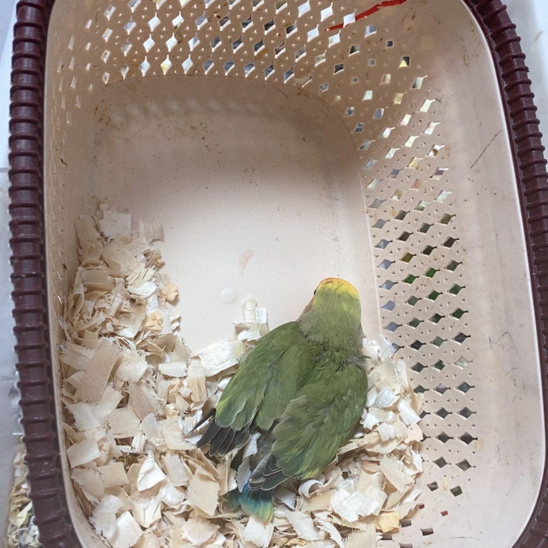 桃脸牡丹鹦鹉花桃半毛牡丹