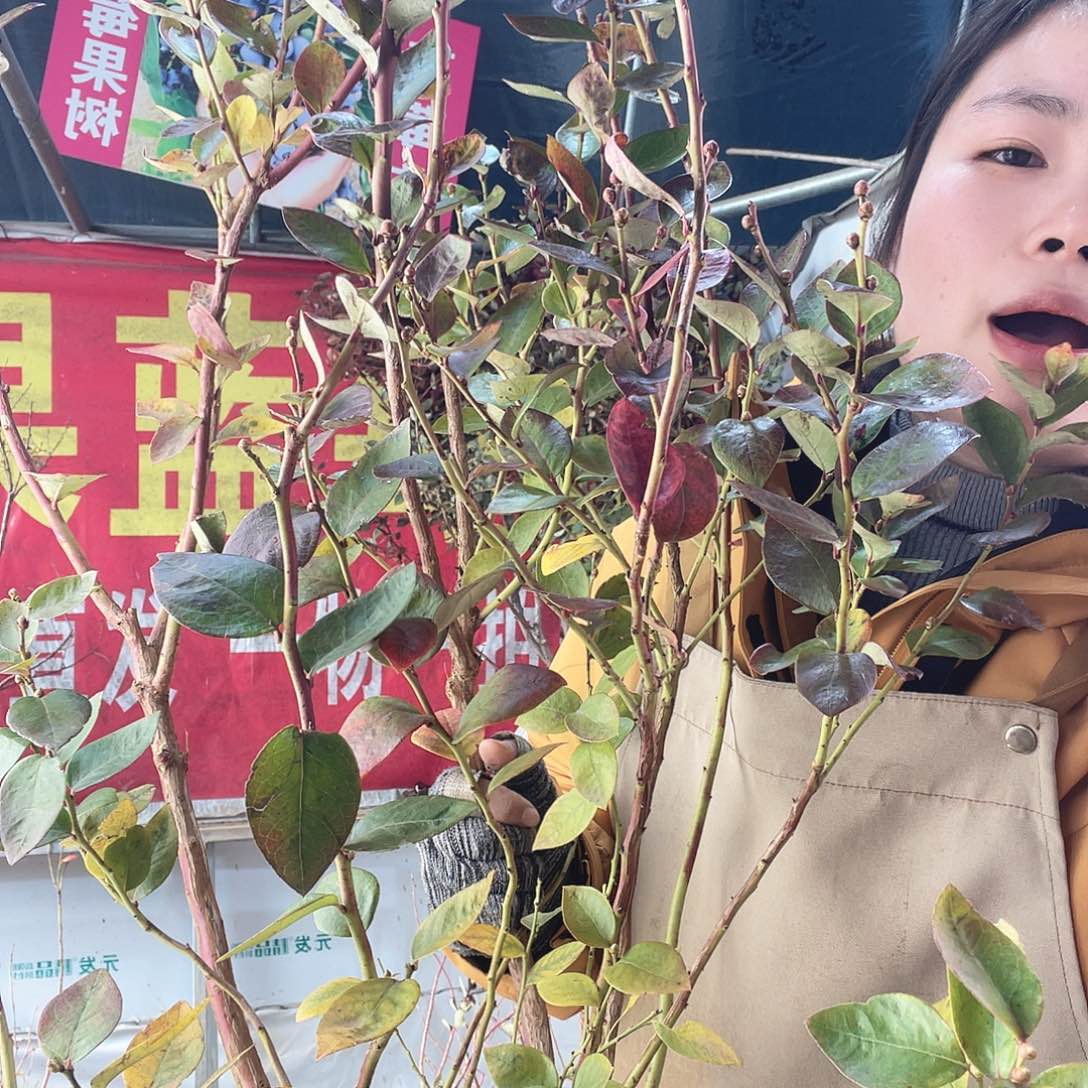 完全开放大果纯甜可口蓝莓