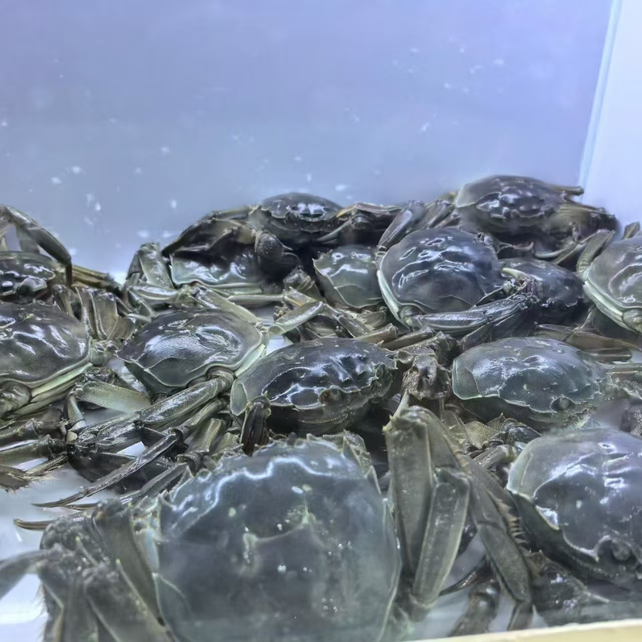 （活蟹现发）骆马湖霸王蟹-全母蟹1.5两起（3斤装16只左右）