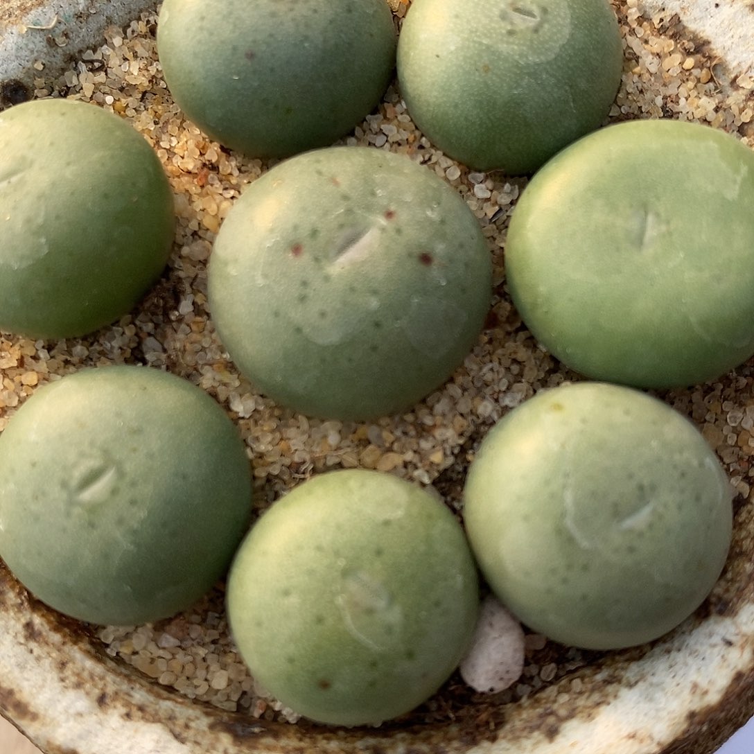 233超大小拳拳1颗。  