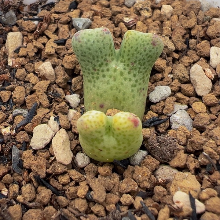 鹿角斑马多肉植物盆栽花卉