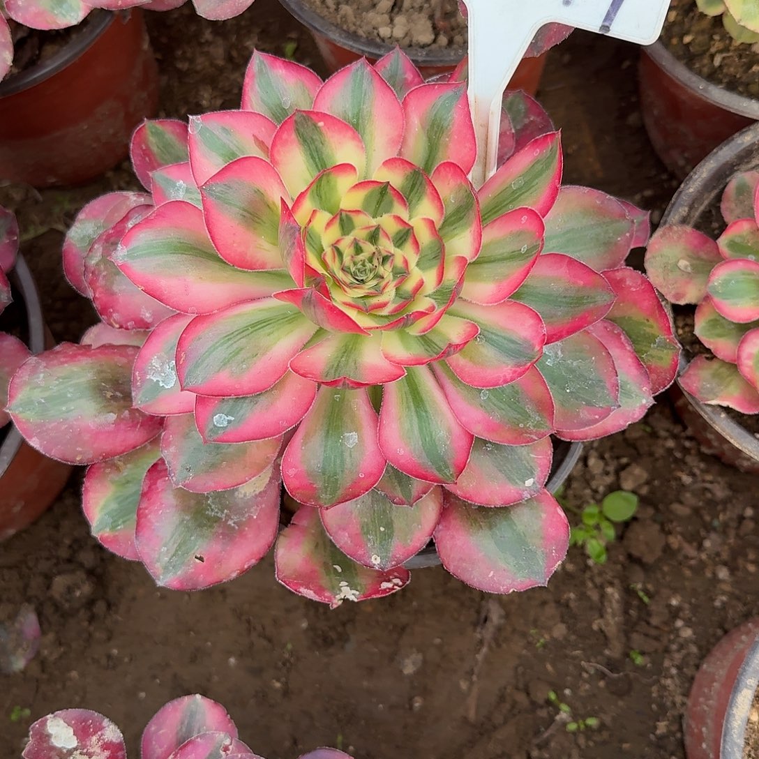 4-149爱丽丝多肉法师多肉