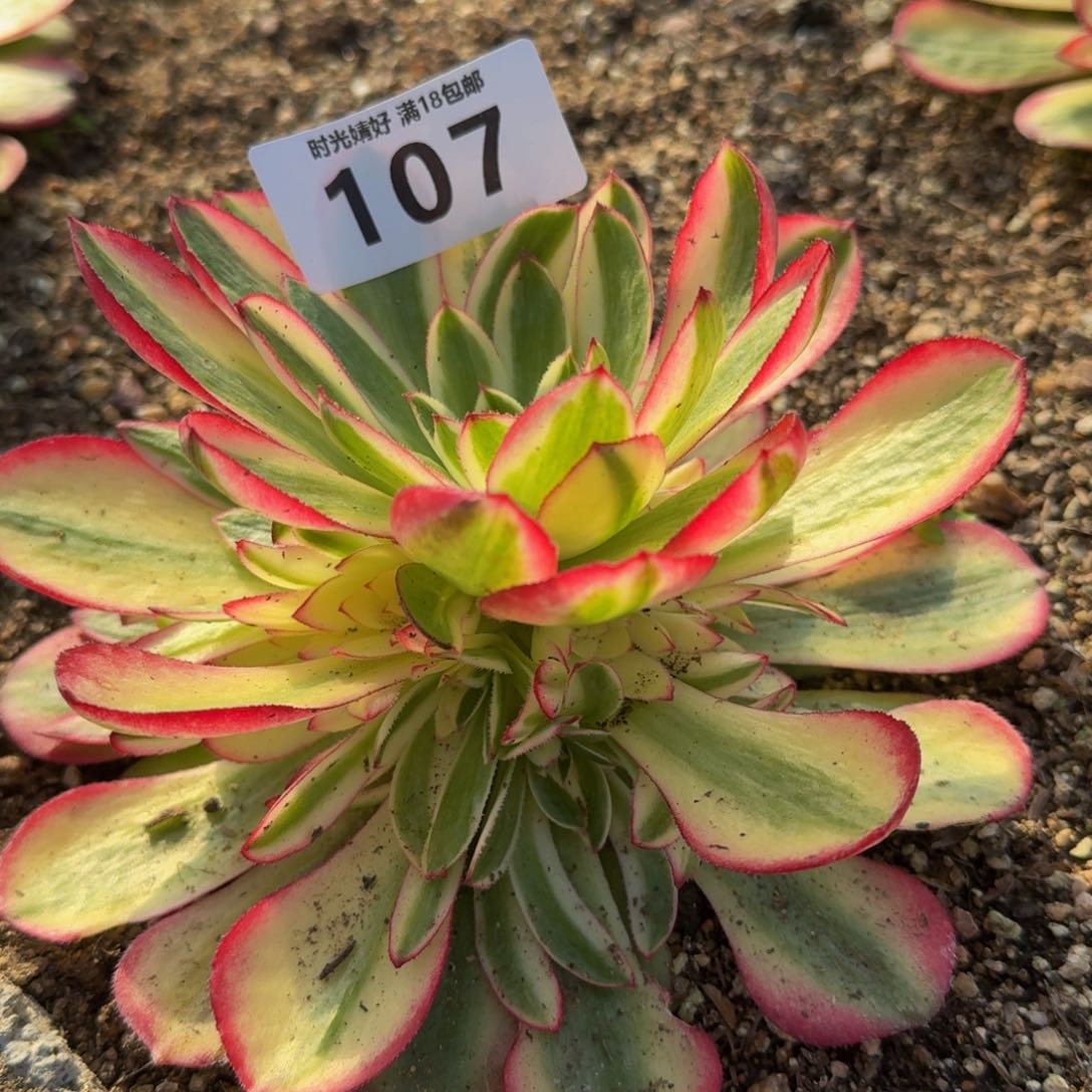 107荔枝。多肉植物