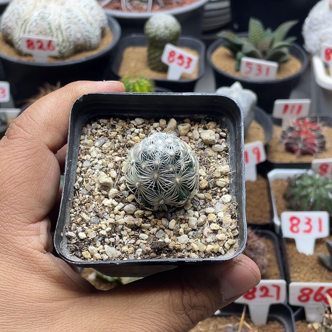 都锦仙人球多肉 带盆土包邮