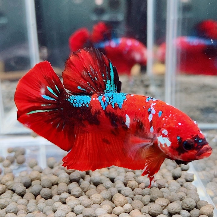 斗鱼黑325号巨斗将军