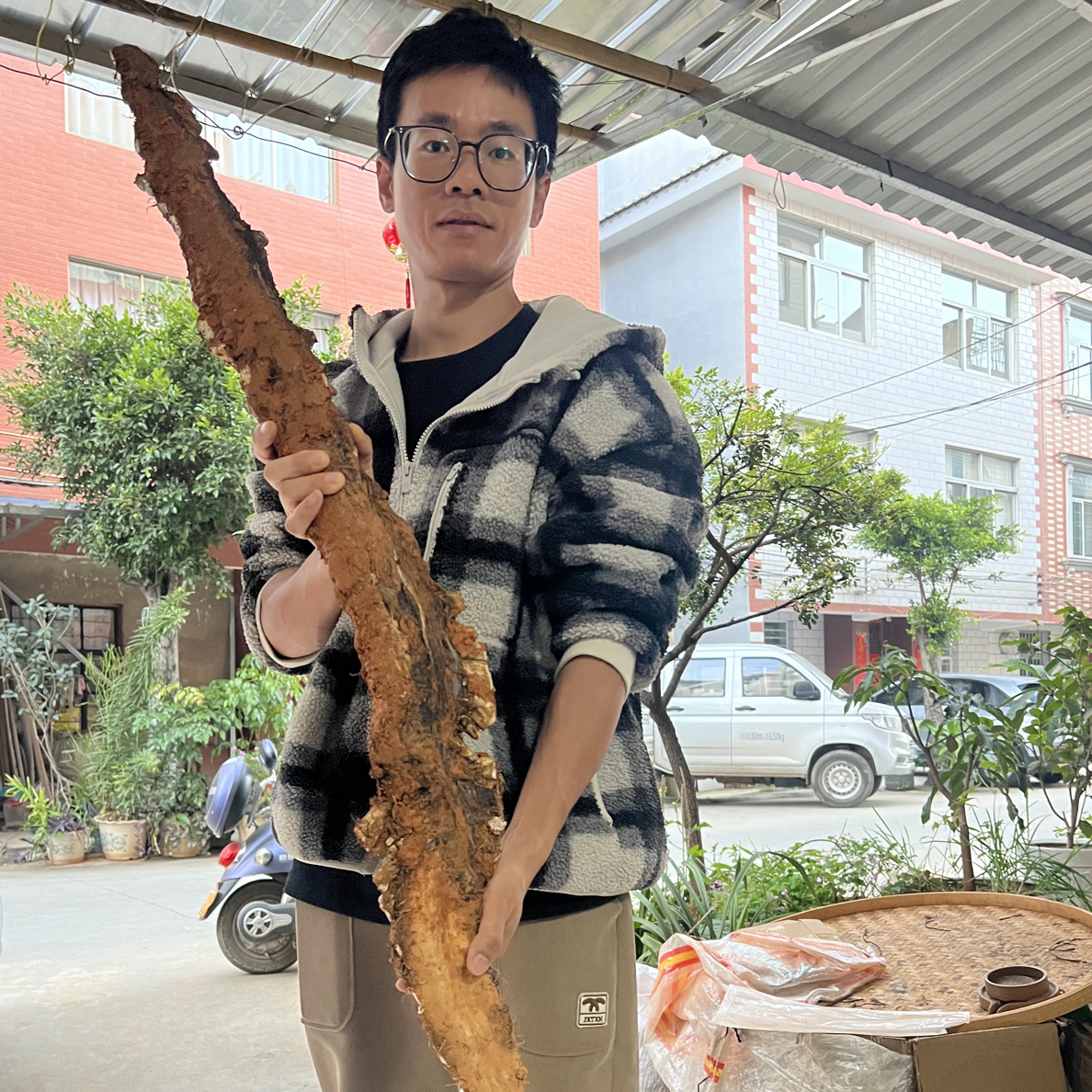云南深山老林野生山药 钻地龍