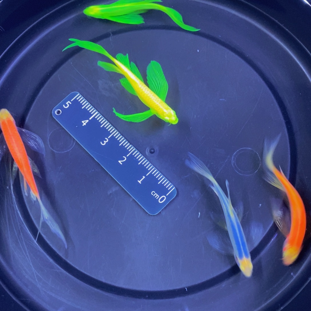 斑马鱼蝶翼斑马4厘米以上5条