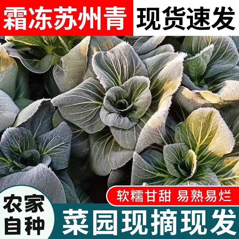 【顺丰】苏北农家新鲜霜冻苏州青菜露天太湖菜矮脚大青菜黑菜油菜