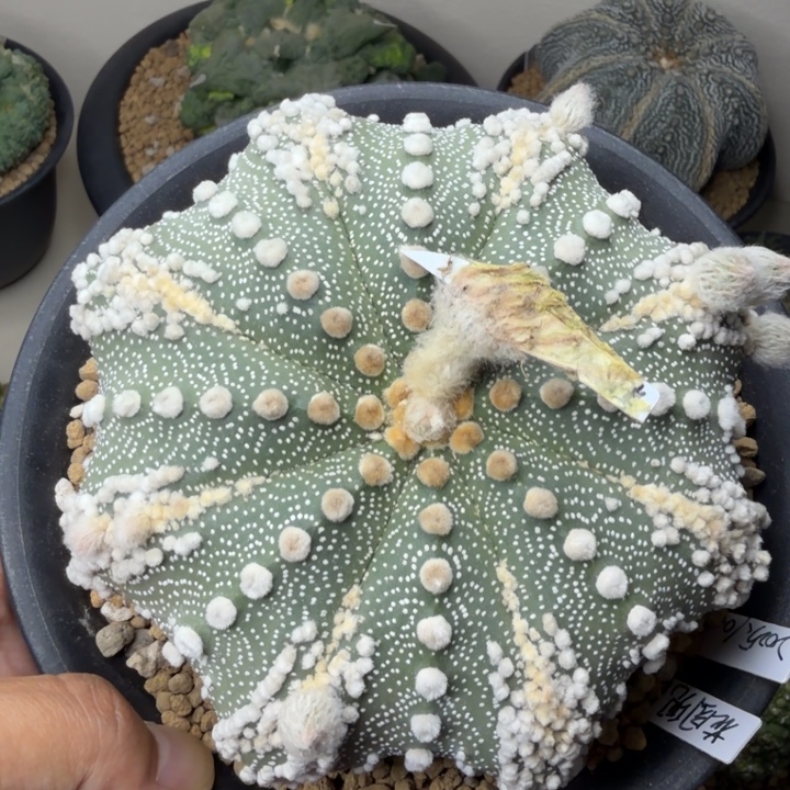 超牛的巨大泰奇棱间花园