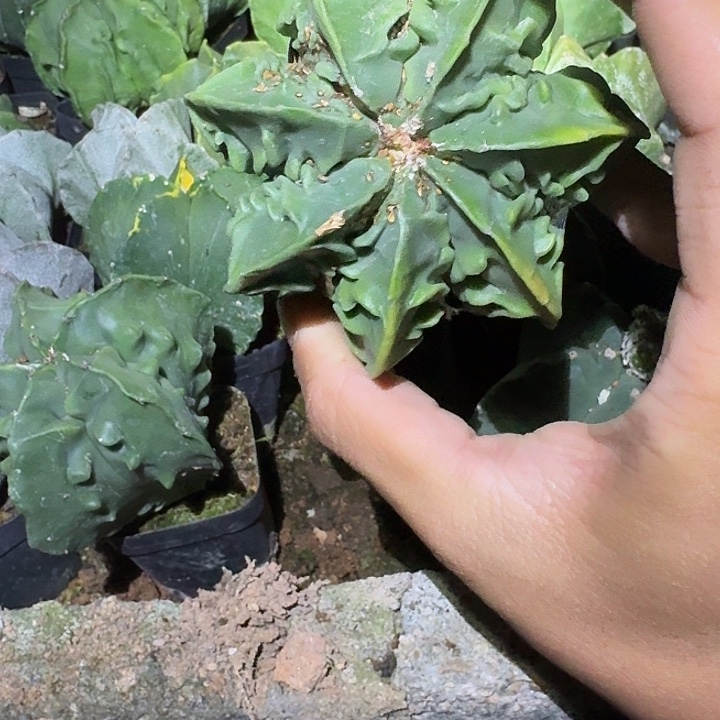 秋***雨无花朵核桃哈哈哈哈哈哈哈哈