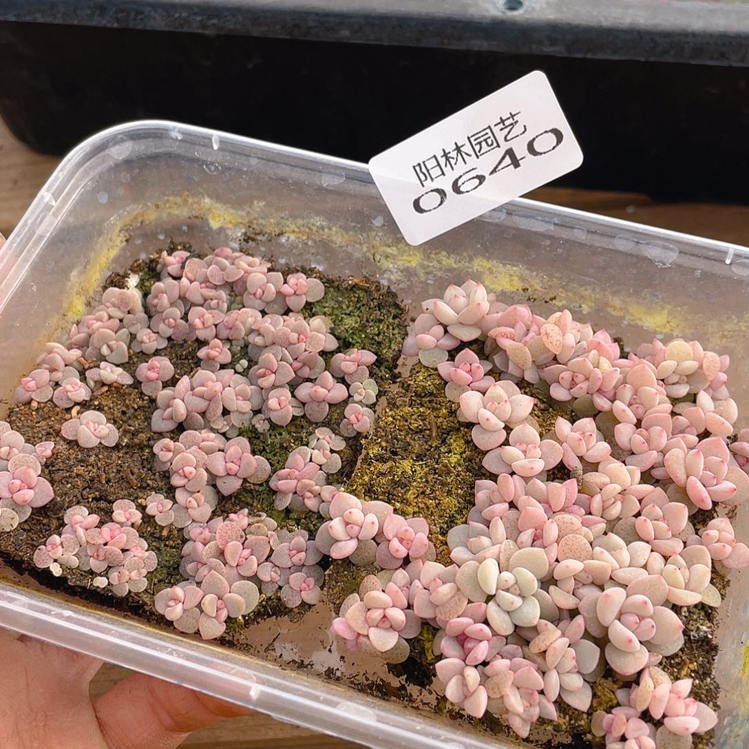 多肉植物多肉植物640