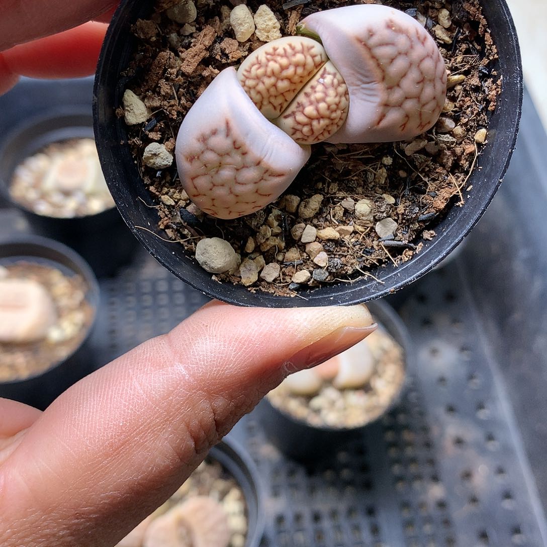 Y437多肉植物保护研究所