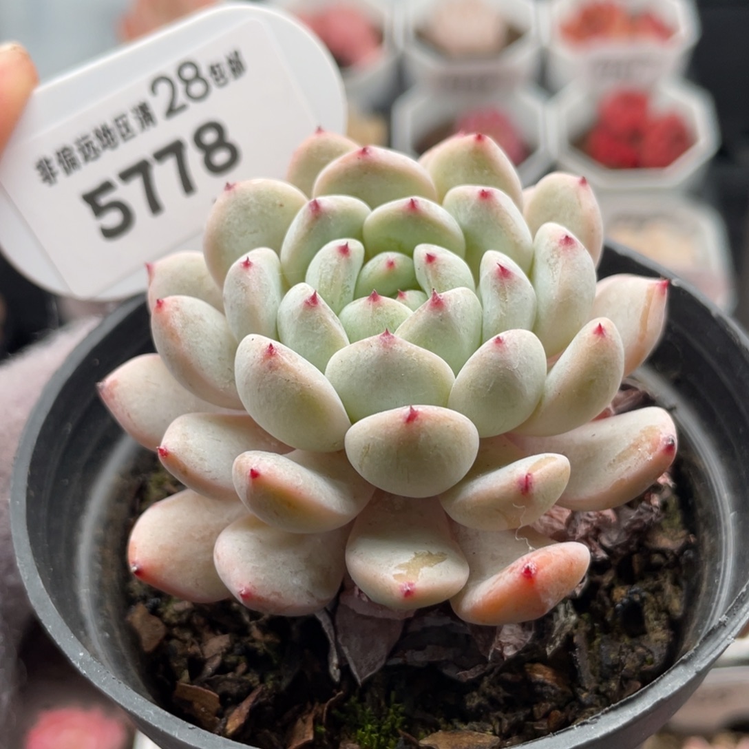 雪爪5778-6.0厘米