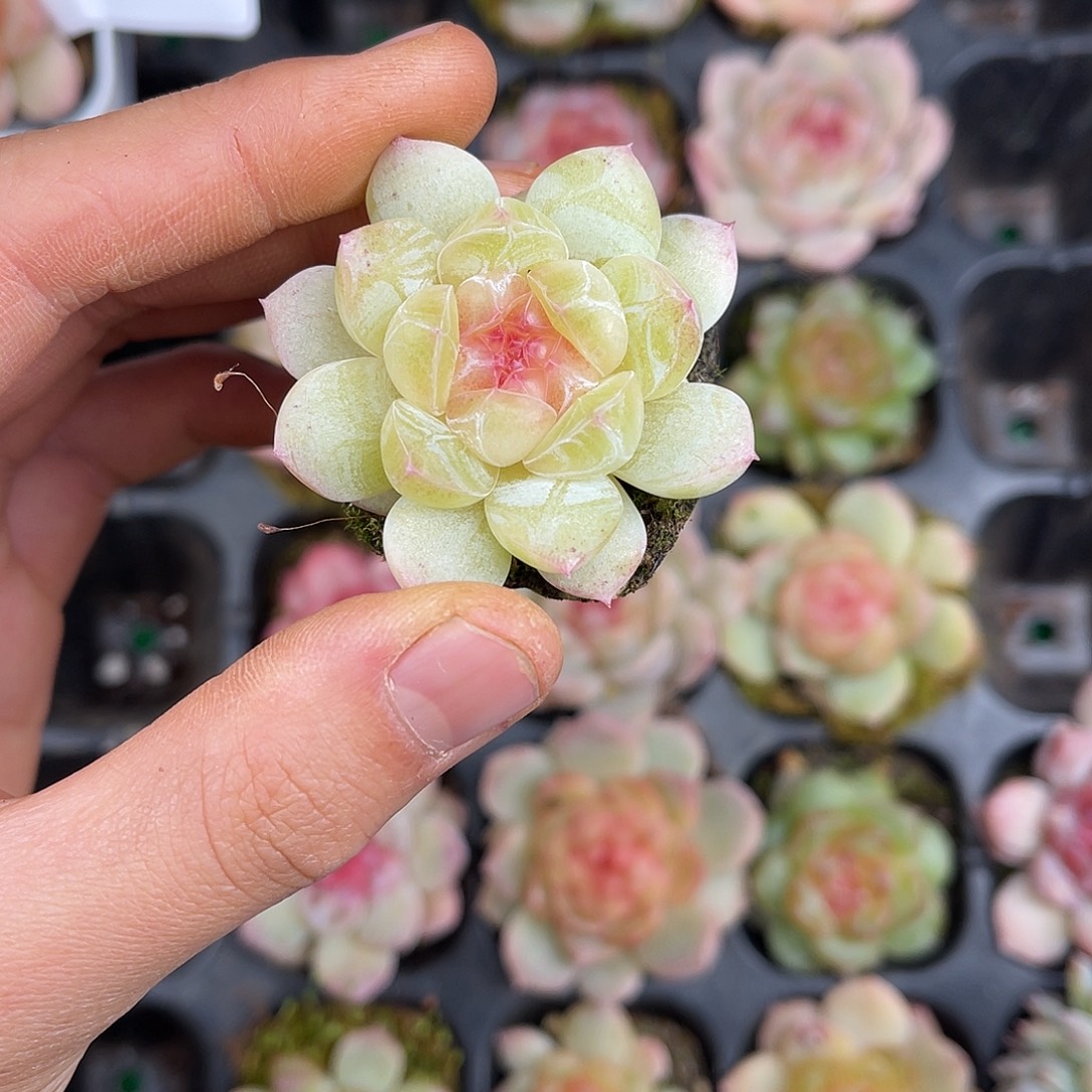 精品多肉一物一拍14-108