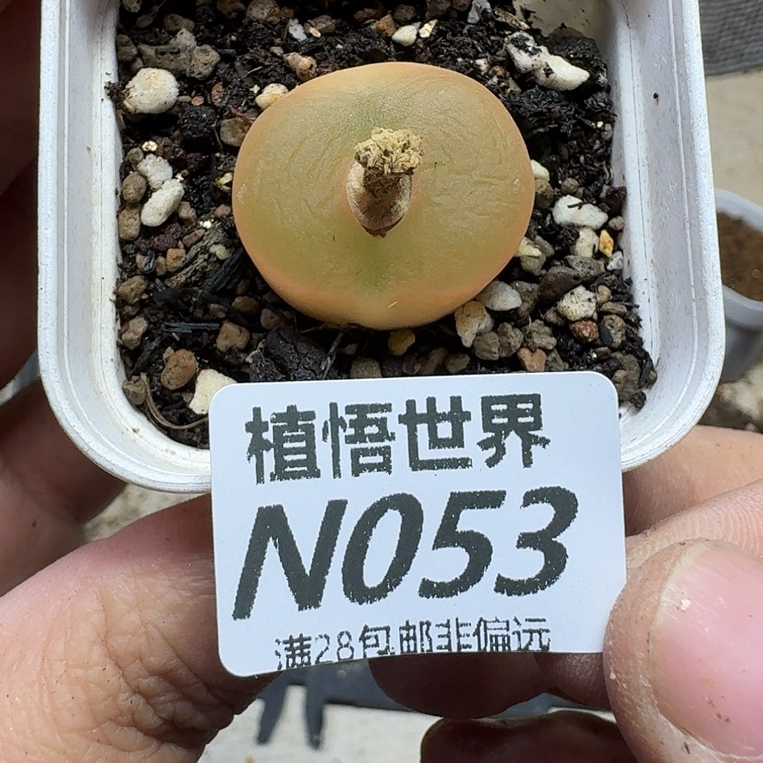 多肉植物的润泽ghhj