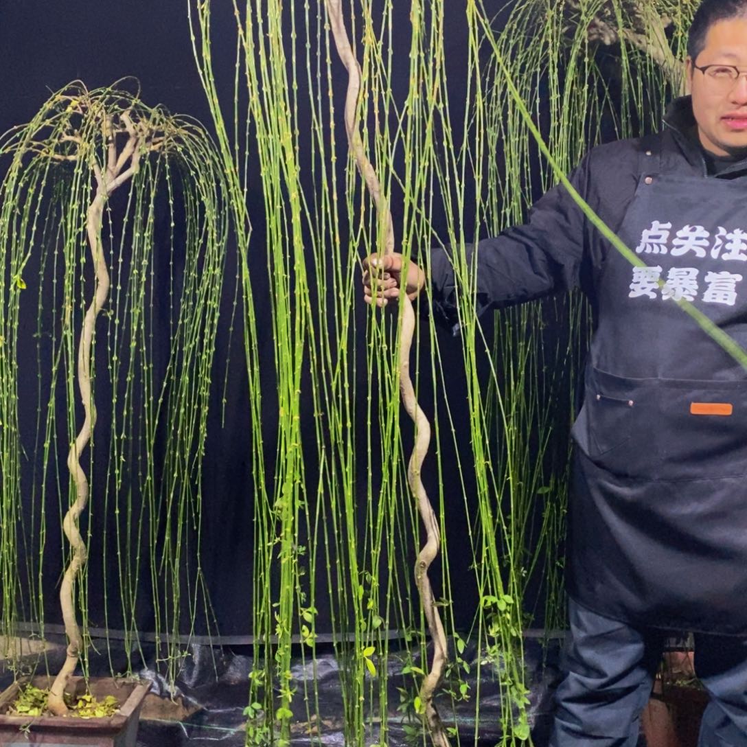 三台迎春，一物一拍，落叶开花