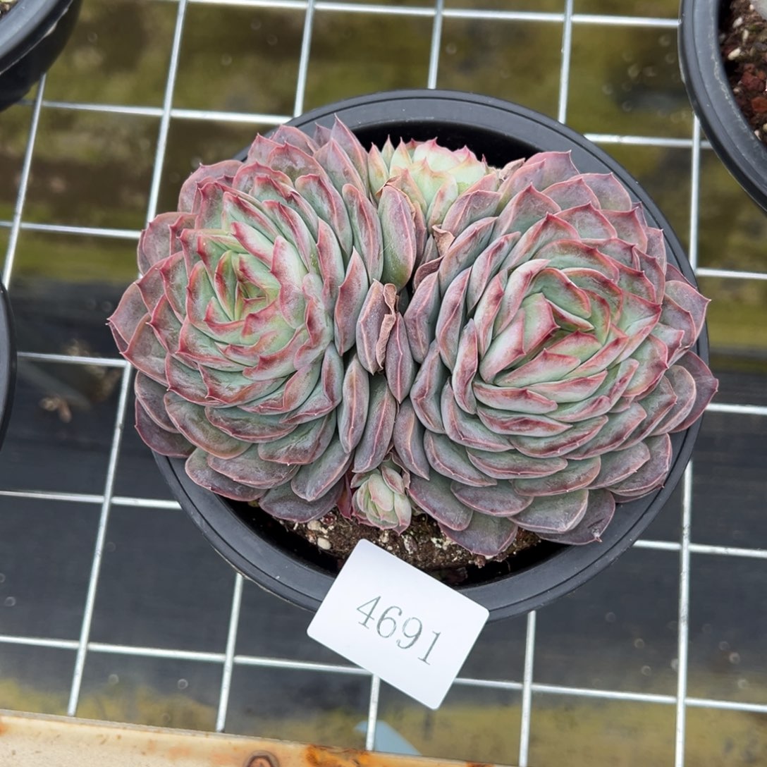 果**台4691不包整肉肉肉肉肉肉