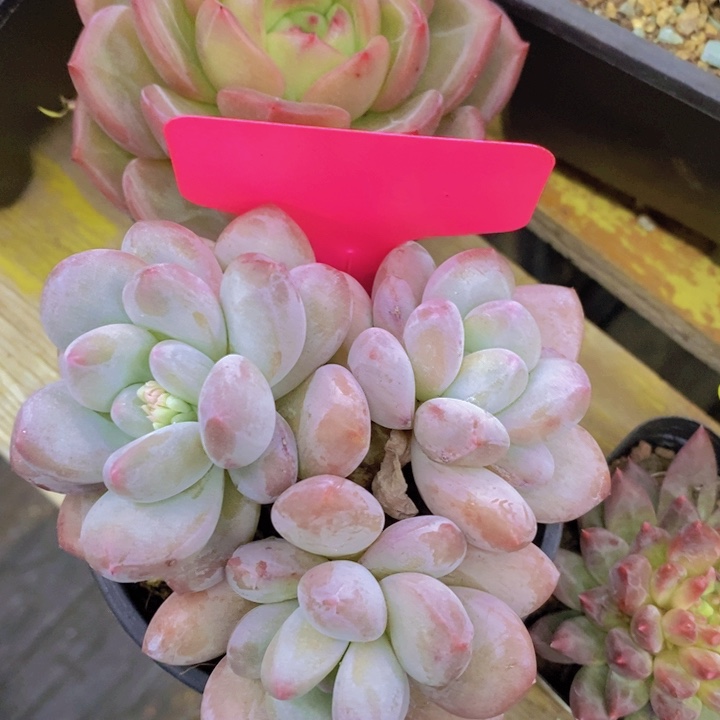 开心多肉植物多肉