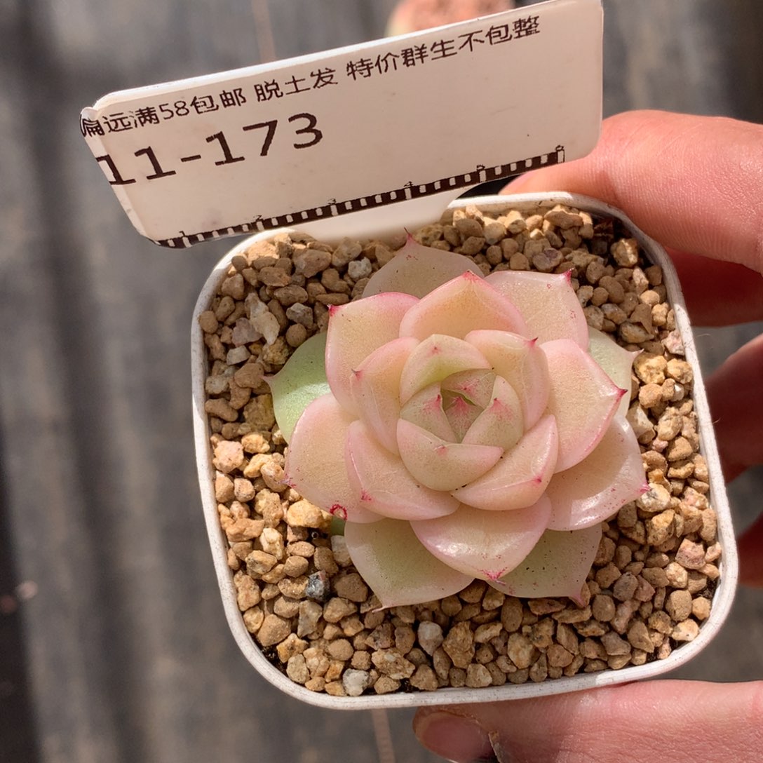 麦秆优选精品多肉58包邮