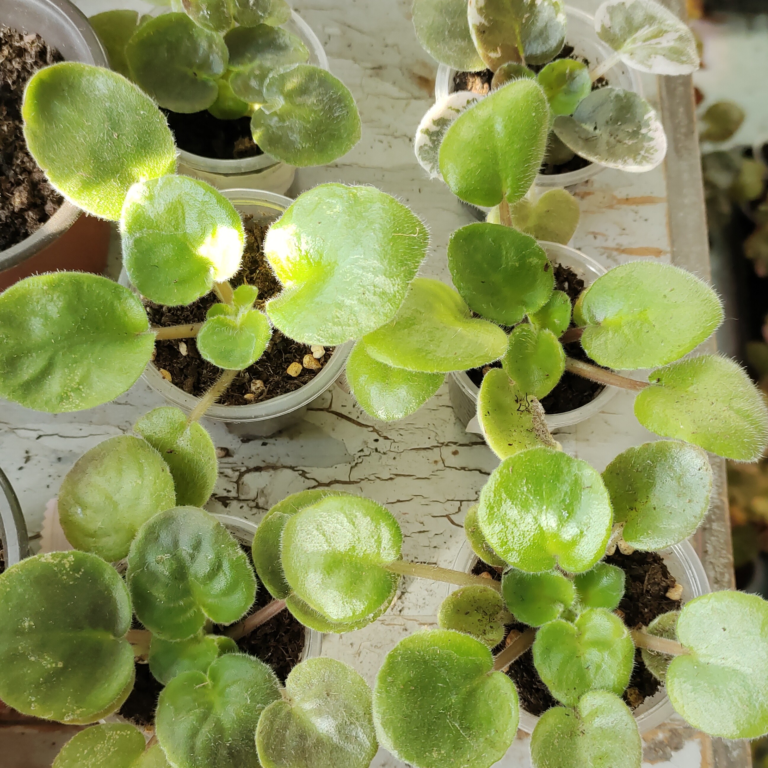 非洲堇紫罗兰小苗混色6颗小苗不同品种都是重瓣