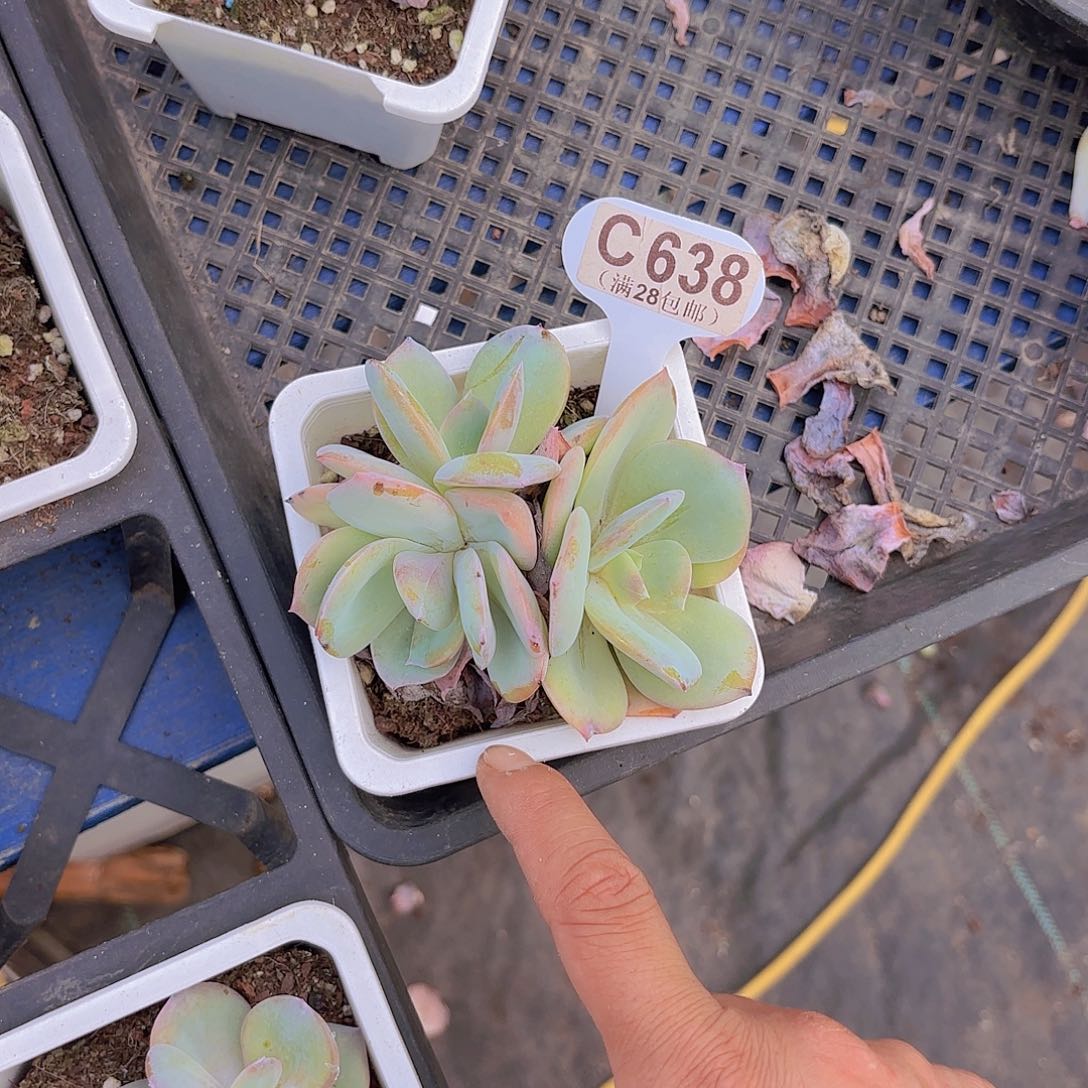 .***肉C638白凤一物一拍