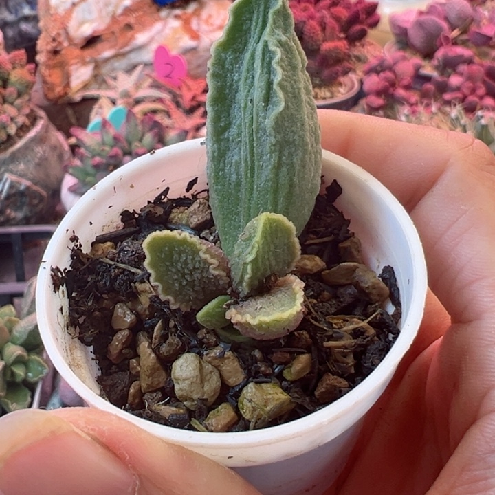 好喜欢好可爱好乖