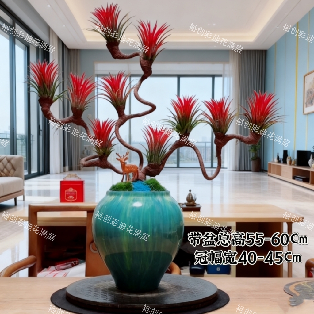 客厅书房办公室绿植盆栽空气兰精品高度端盆栽造型艺术风盆景室内