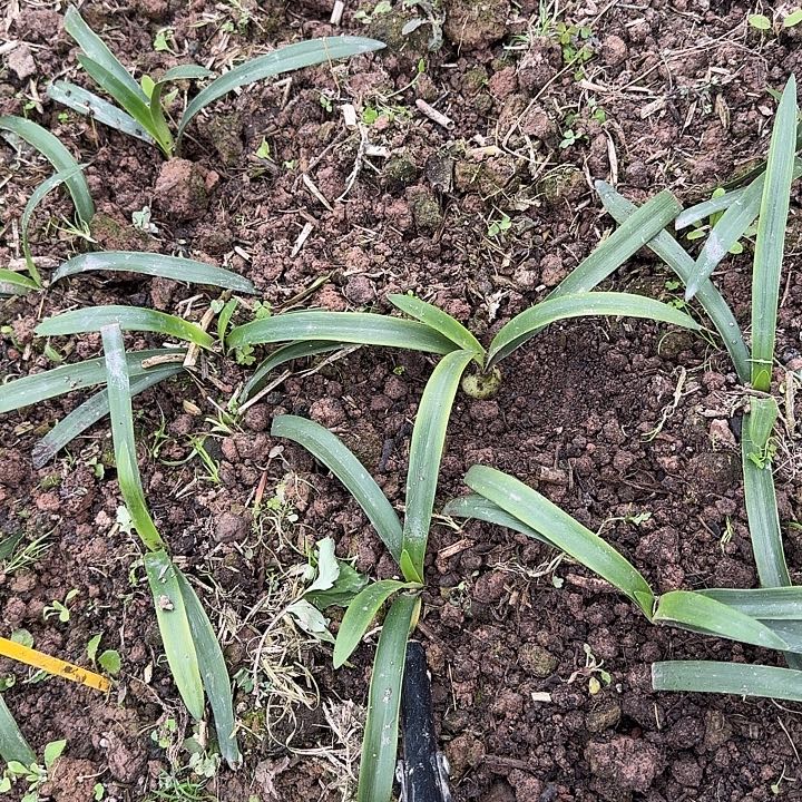 SV11朱顶红2.4厘米可寄养