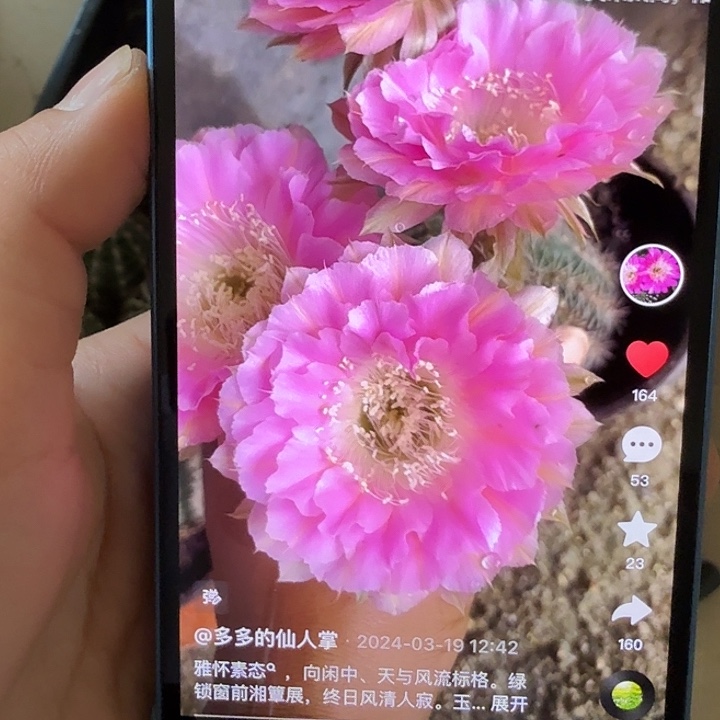 仙人球彩草歪玉生