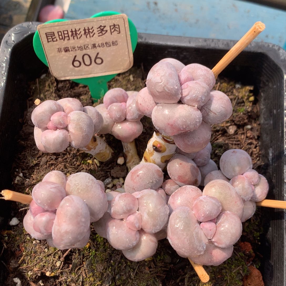 烟美人老桩无砍606