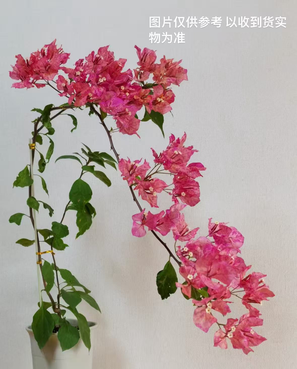 带花或带花苞【水九月】【包售后一个月】【包对版】三角梅四季开花好养