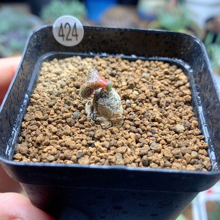 薛辉圣塔带盆福利