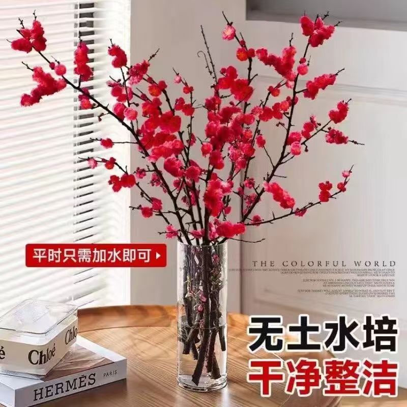 带花苞水培梅花鲜枝红梅年宵花冬季室内装饰遇水开花
