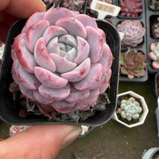 34恩宠多肉植物多