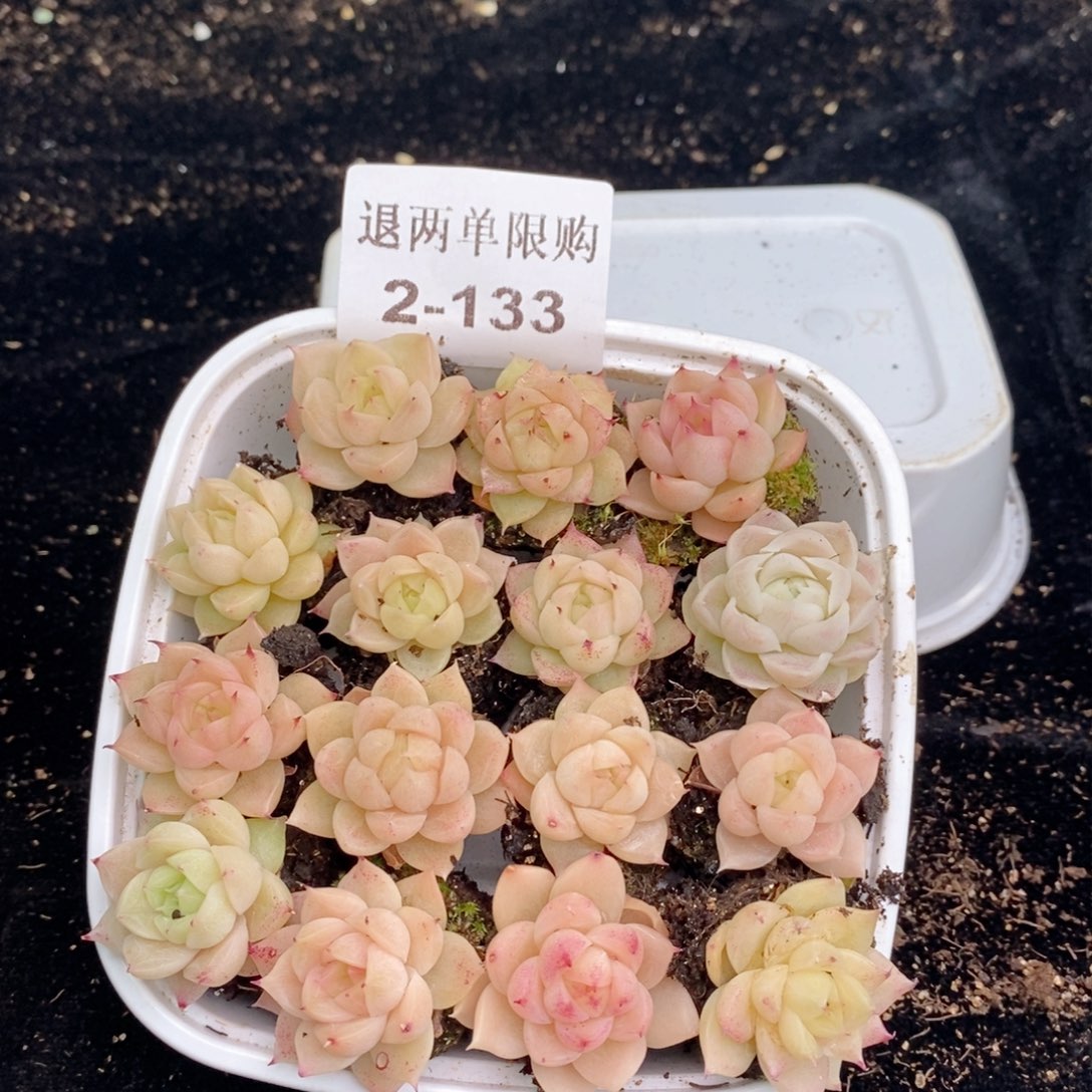 2-133 新疆西藏内蒙不发其他12.8包邮两到三公分多肉