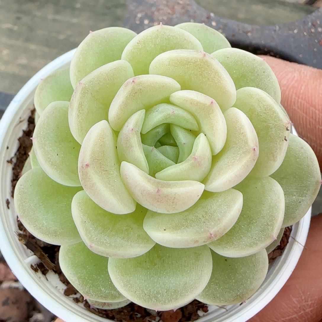 【闪购商品】0206-167（xx-58）