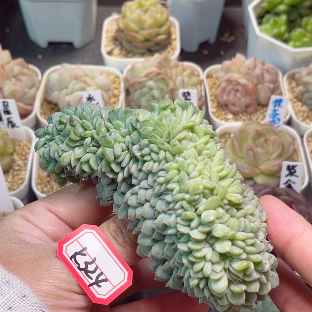 K324一物一拍 白胖子缀无根