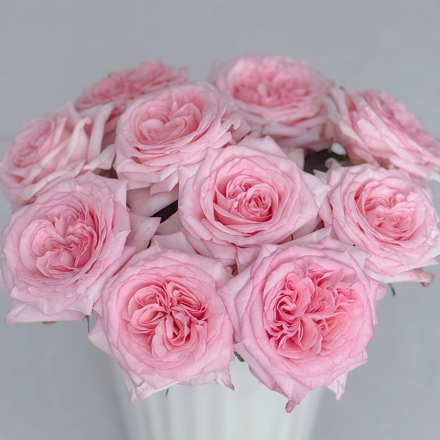 盆栽粉荔枝大花浓香月季