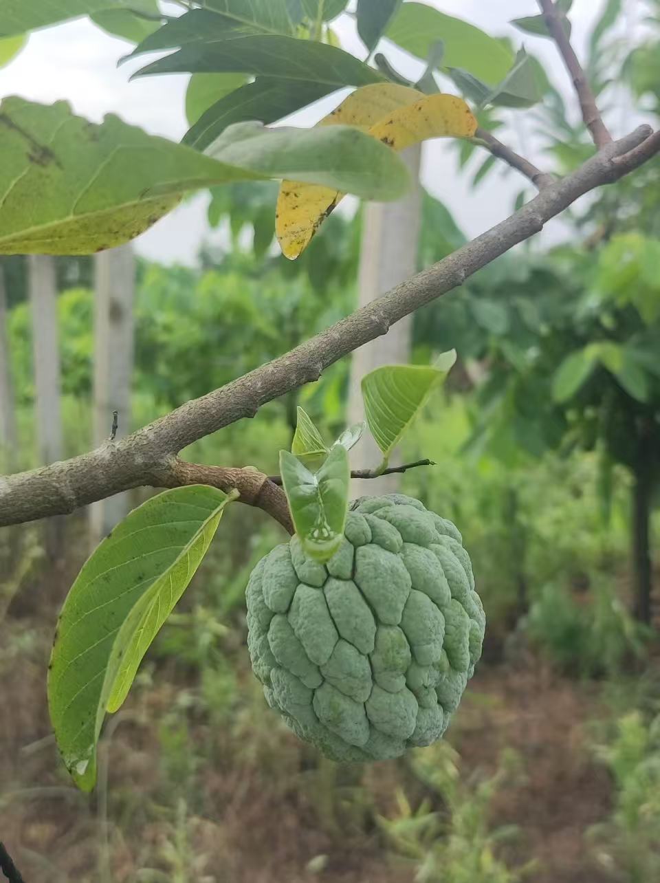 云南高山种植老品种释迦果中大果＋大大果老品种番荔枝
