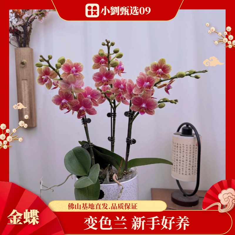 【金蝶09】组盆款精美蝴蝶兰花卉盆栽佛山基地批发直播次日达